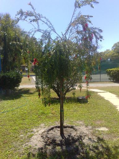 bottle brush, bottle brush tree