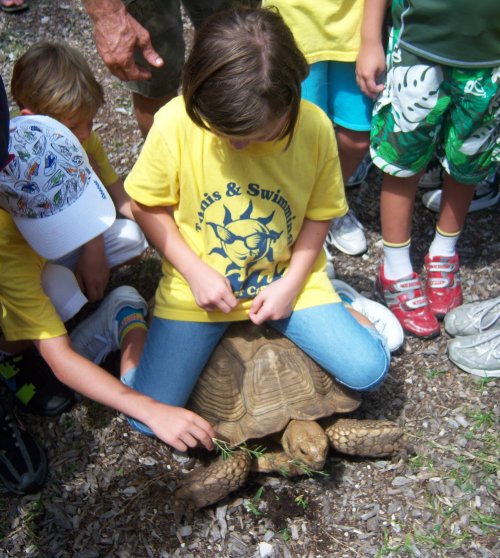 summer camp ideas turtle